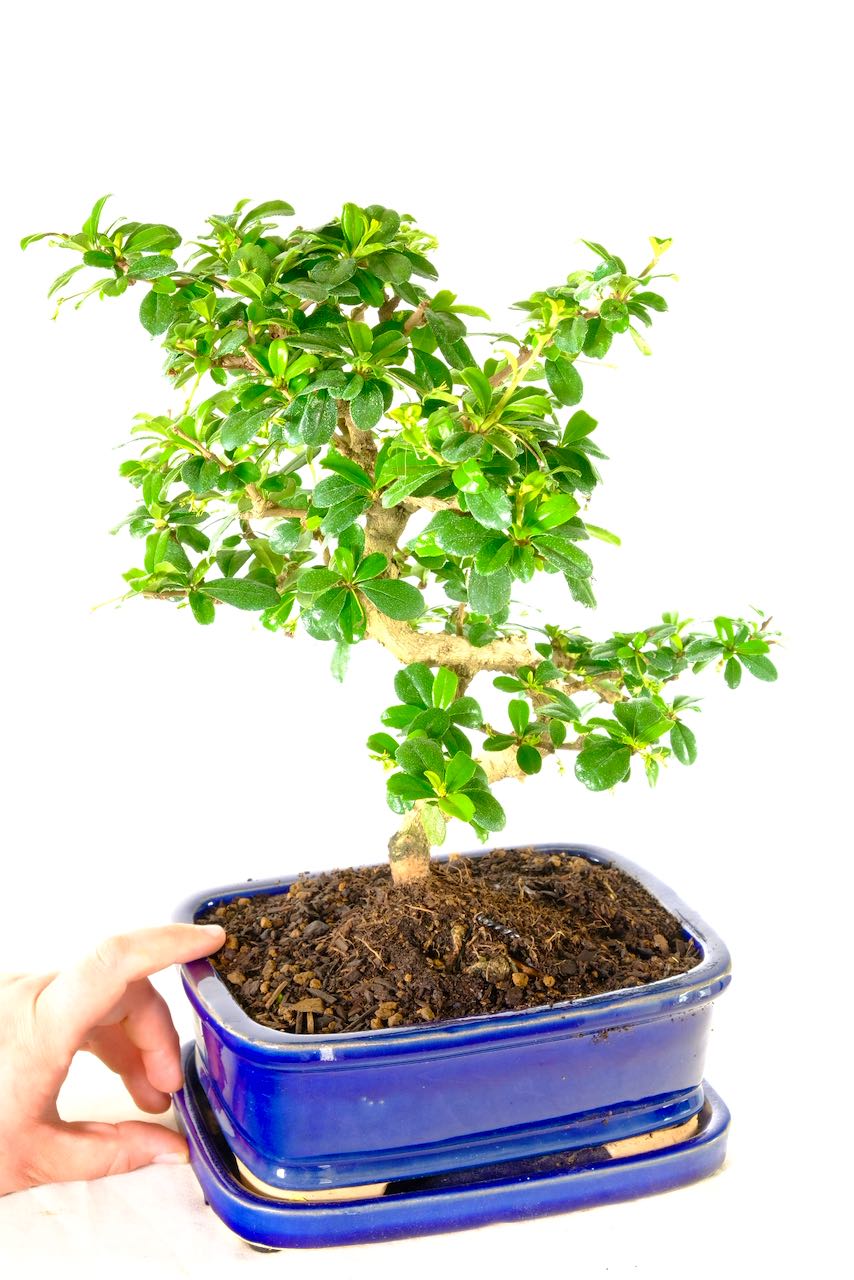 Very tasteful rich royal blue ceramic pot with matching drip tray
