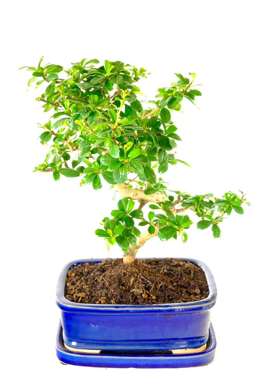 An extremely ornate indoor Bonsai ideal for Home Office