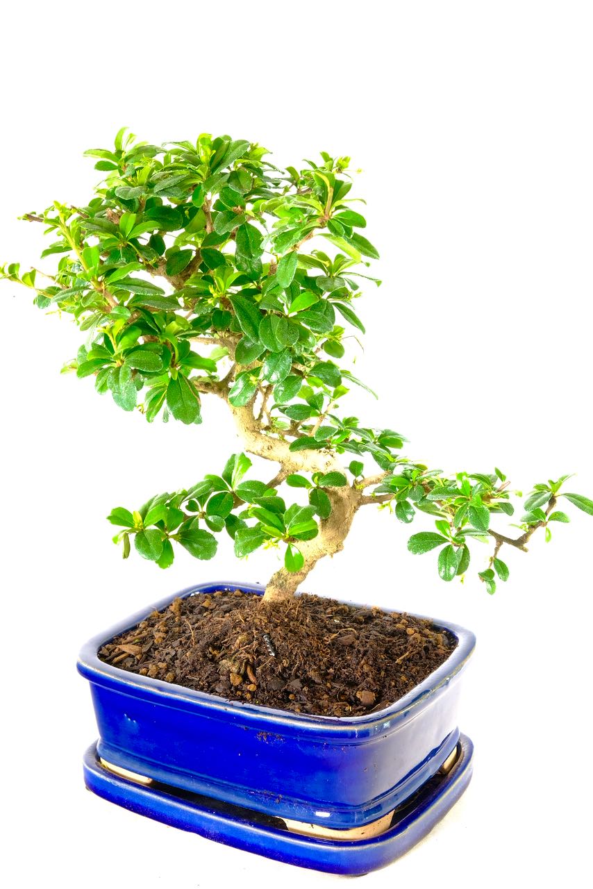 Lovely sweeping design with twisting curves