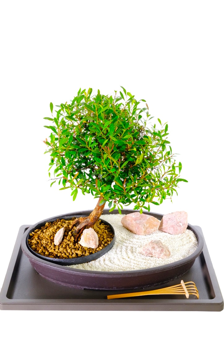 Zen Bonsai Garden - Garden of tranquillity for sale