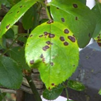 Black spots on new leaves