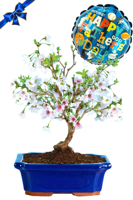 Cherry Blossom Elegance: A Blossoming Father's Day Bonsai Gift