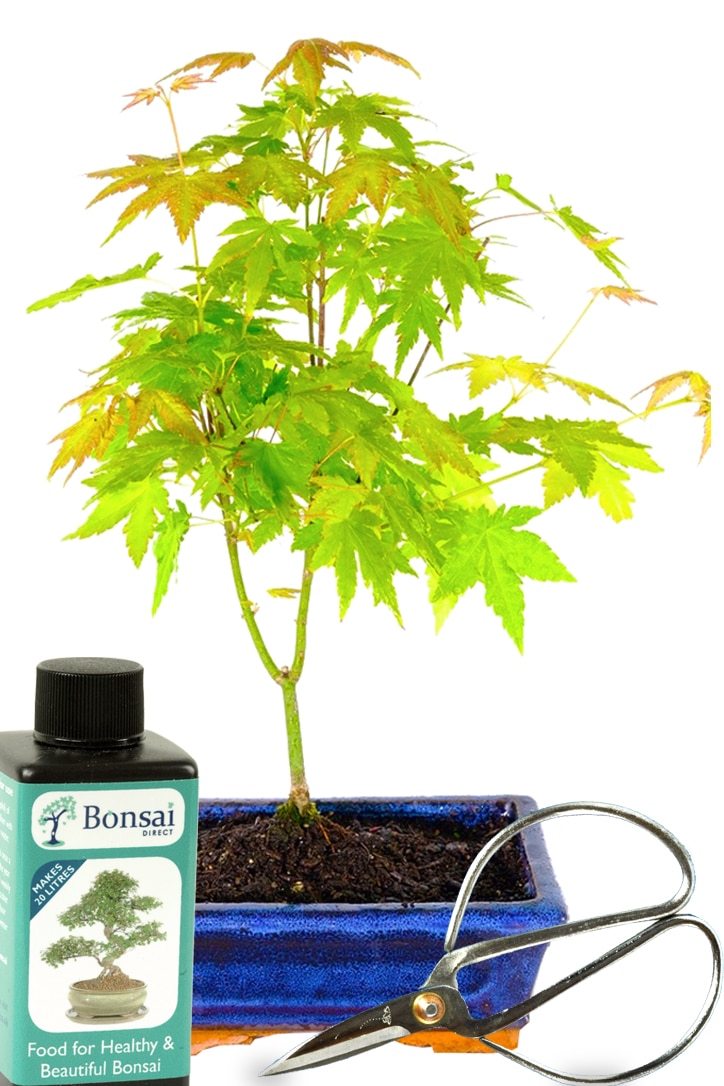 Maple bonsai - Orange Dream Starter kit