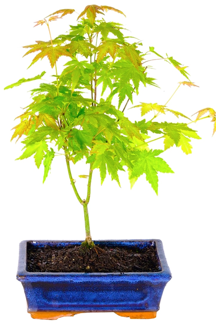 Orange Dream Maple - Acer palmatum Orange Dream Bonsai