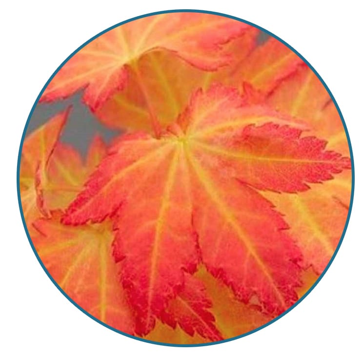 Maple Orange dream leaves spring colour