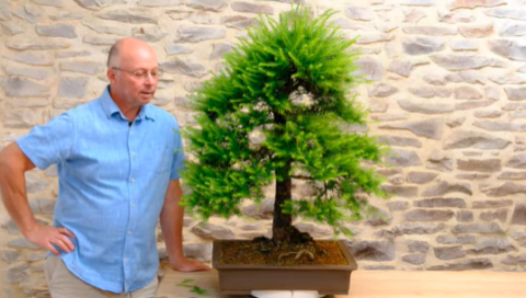 Pruning a Larch bonsai tree - Informal Upright bonsai example