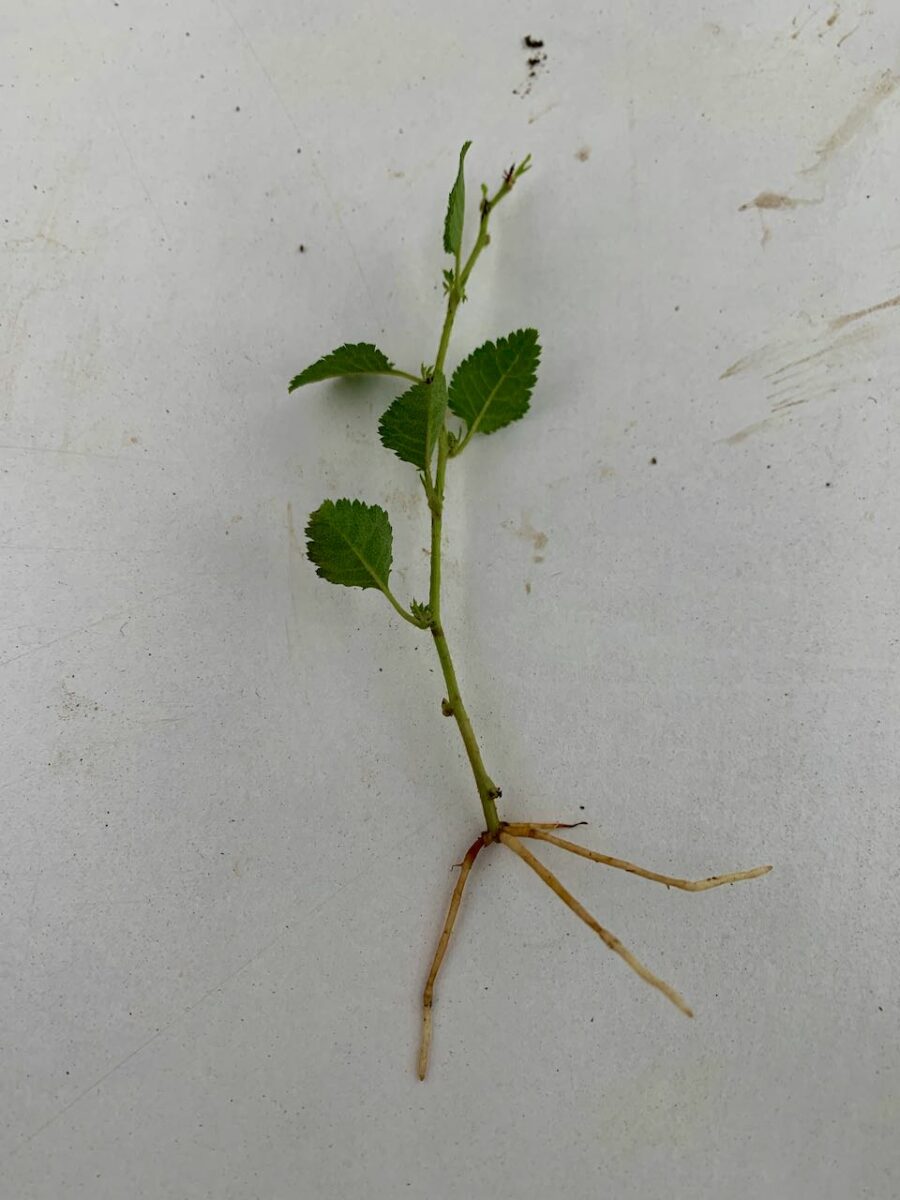 Chinese Elm indoor bonsai cutting with tiny white roots