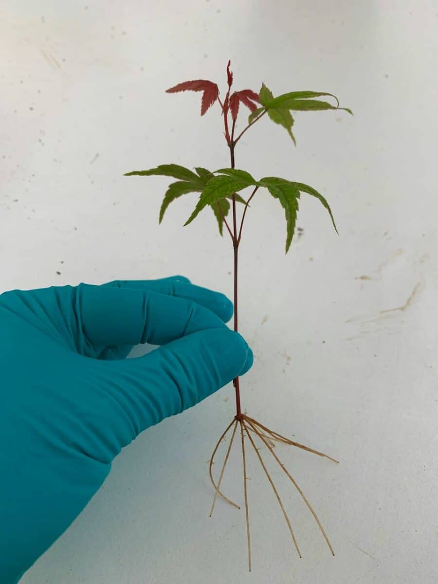 Japanese red maple bonsai cutting