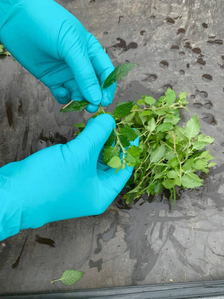 Removing the lower leaves of the cutting
