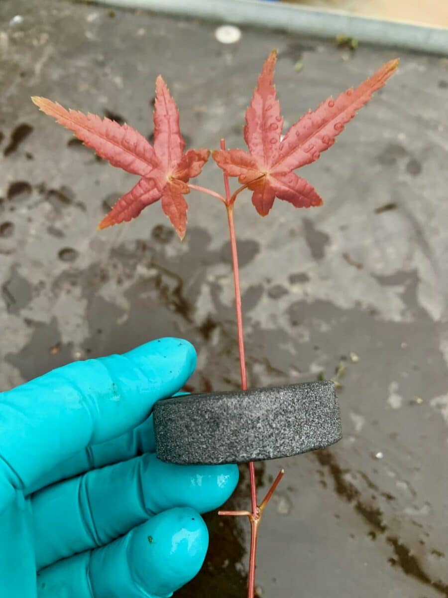 Japanese Red Maple bonsai cutting in foam disc