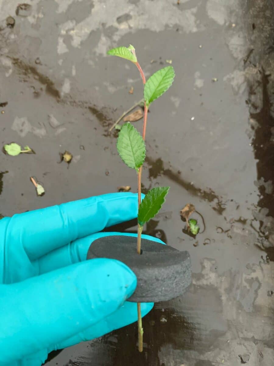 Chinese Elm Indoor Bonsai Cutting