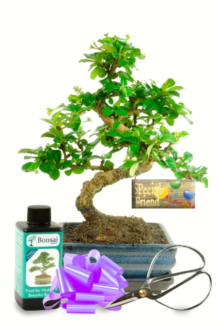 Meaningful Friendship Gift - Flowering Fukien Tea Tree Bonsai Gift