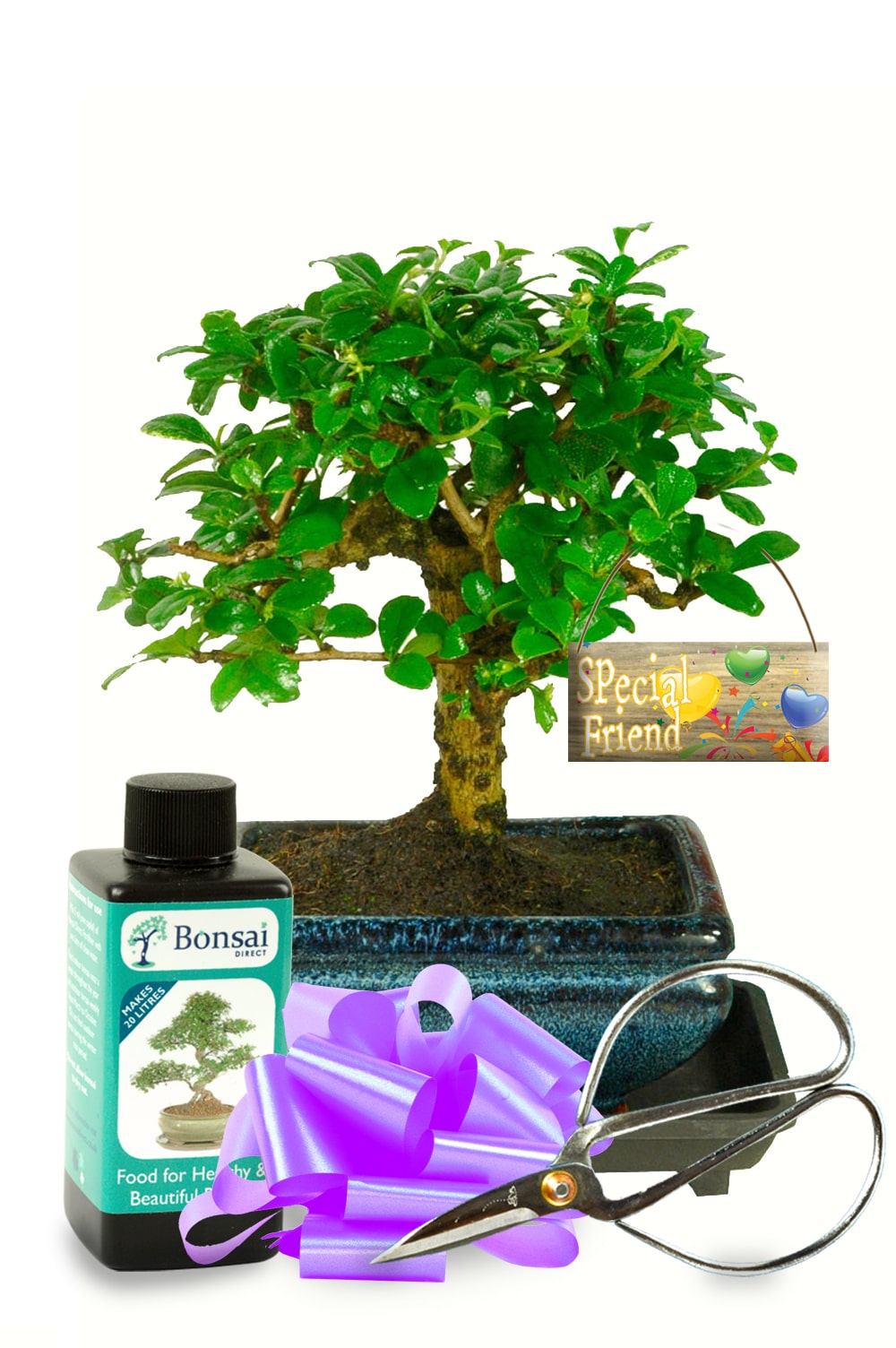 Meaningful Friendship Gift - Flowering Fukien Tea Tree Bonsai Gift