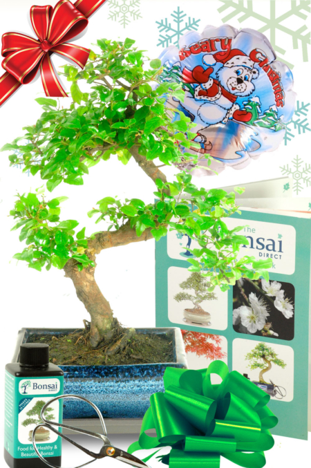 Festive Twisty Sweet Plum Bonsai Gift - Fun, Creative & Beautiful