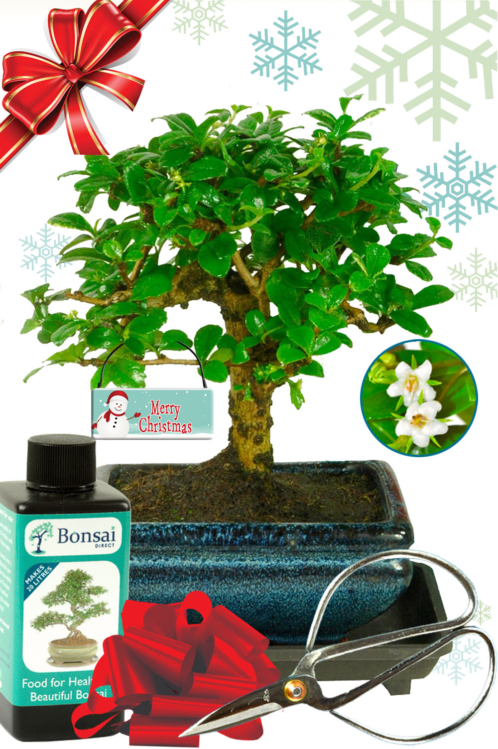 Woodland-style baby bonsai Christmas gift with flowering Fukien Tea Tree - FREE fast UK delivery!