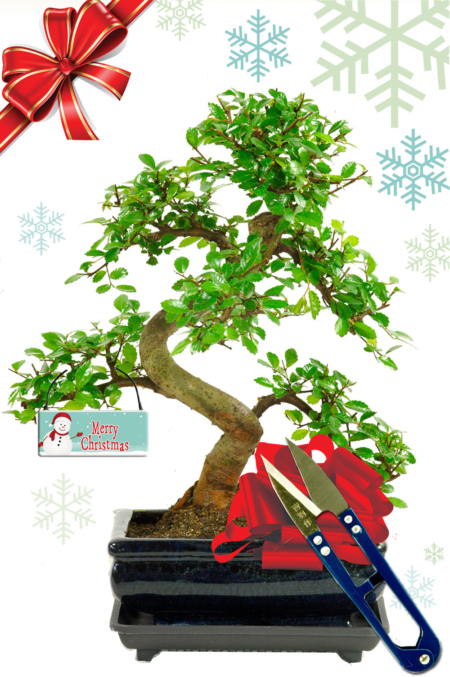 Perfect Beginners Twisty Indoor Bonsai Tree Favourite with Snowman Tag & Leaf Cutters
