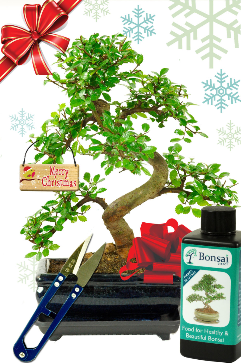 Twisty Chinese Elm Bonsai tree Christmas gift with starter kit & FREE delivery!