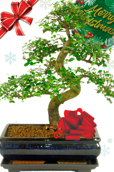 Larger sized Chinese Elm Christmas gift with FREE delivery!