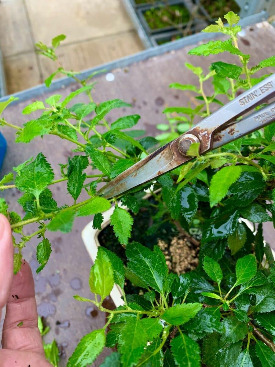 The bonsai mother 'stock' plant from which cuttings are taken