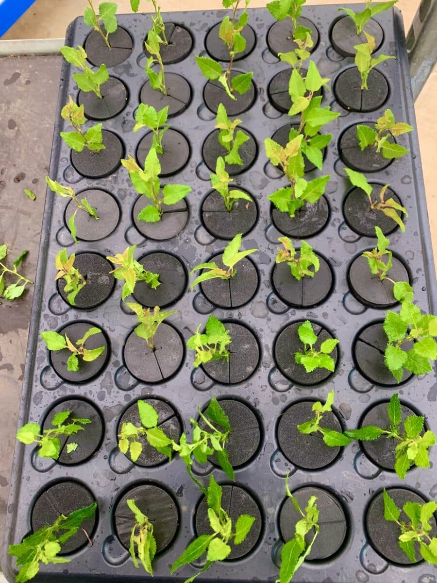 One tray is filled with cuttings