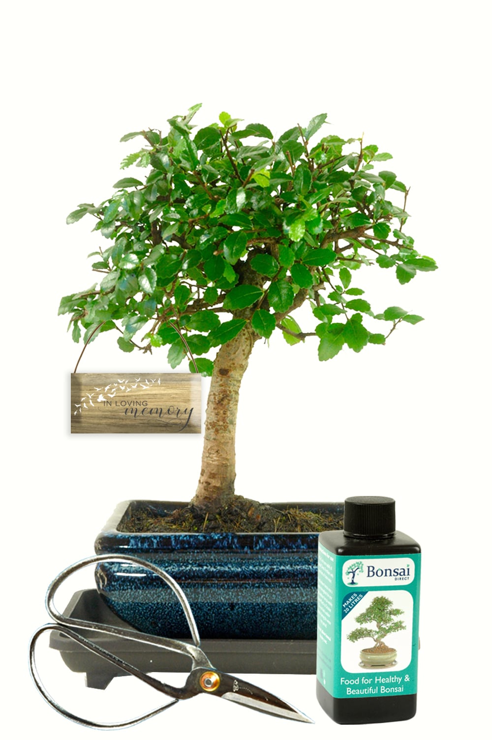 Memorial Tree - Chinese Elm bonsai kit