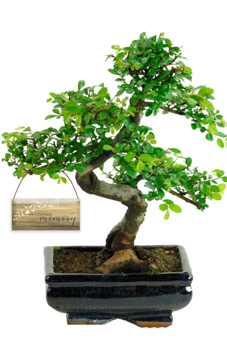 Memorial Tree - Chinese Elm bonsai
