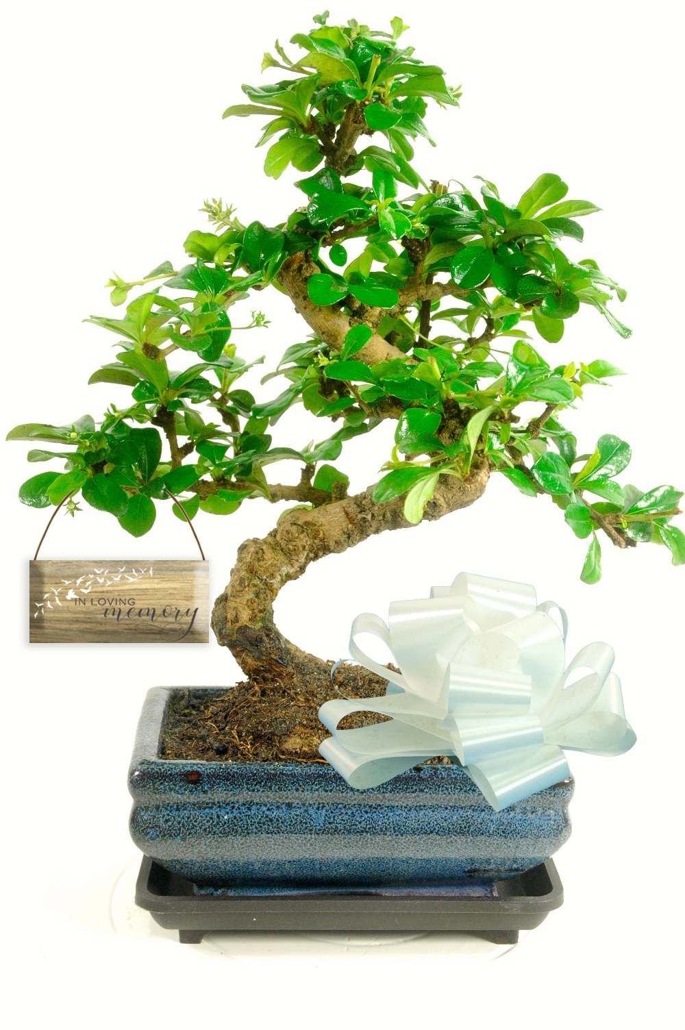 Memorial Tree - Flowering Fukien Tea Tree bonsai