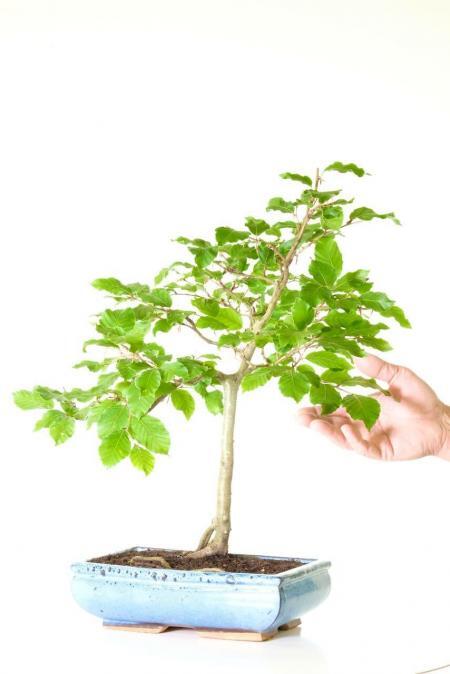 Tough, Hardy Beech Bonsai Tree