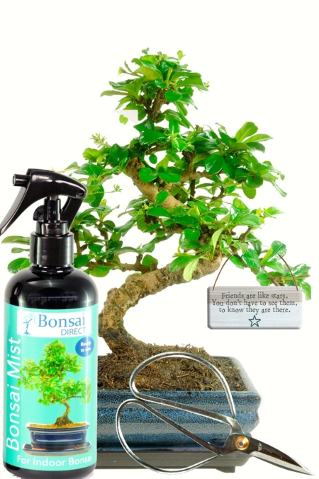 Meaningful Friendship Gift - Flowering Fukien Tea Tree Bonsai Gift