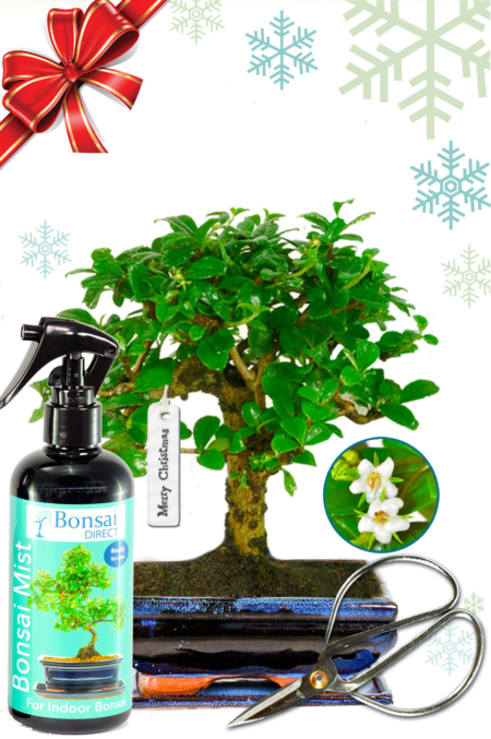 Flowering Christmas gift with a woodland-style Fukien Tea Tree bonsai and accessories - FREE UK delivery