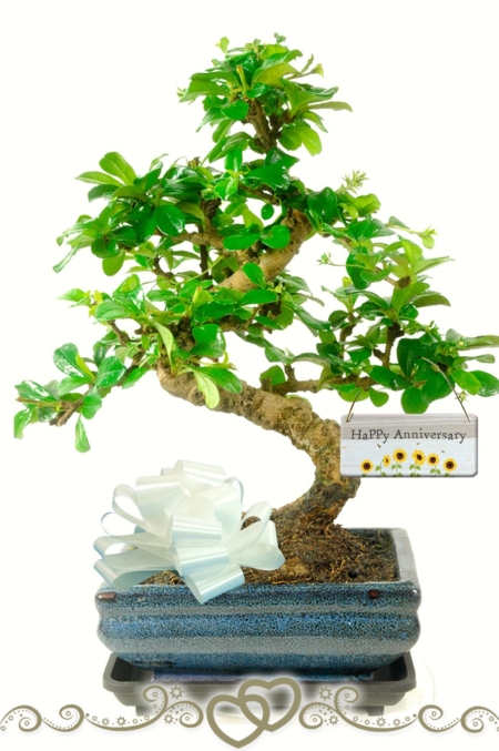 Capturing Timeless Love: Our Anniversary Tree Bonsai Kit blends nature's beauty with cherished celebrations.