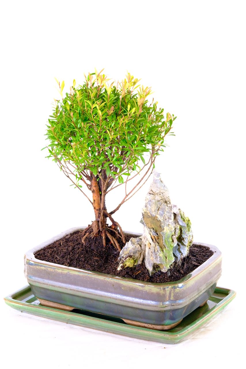 Free next working day delivery