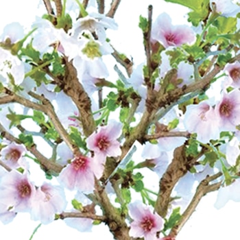 Flowers of the Japanese Cherry blossom bonsai tree