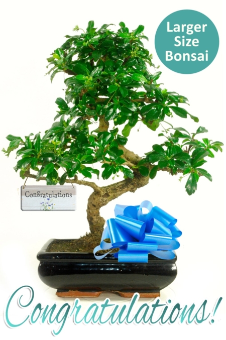 Marking Moments of Triumph: The Congratulations Gift Bonsai—a fusion of nature's charm and heartfelt celebration.