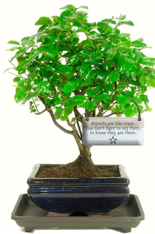 Friends star bonsai gift - fruiting broom-style bonsai