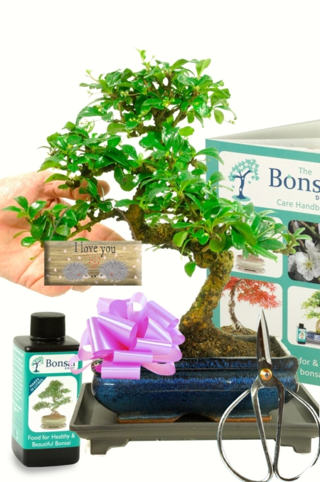 Beautiful Gift For Her - Bonsai Gift