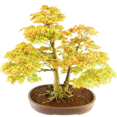 Katsura Maple Bonsai