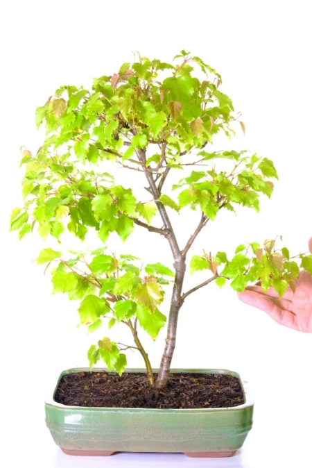 Silver birch bonsai tree - The perfect silver wedding gift idea