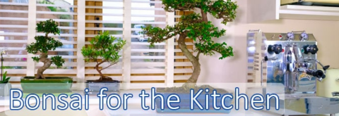 Bonsai tree for the Kitchen