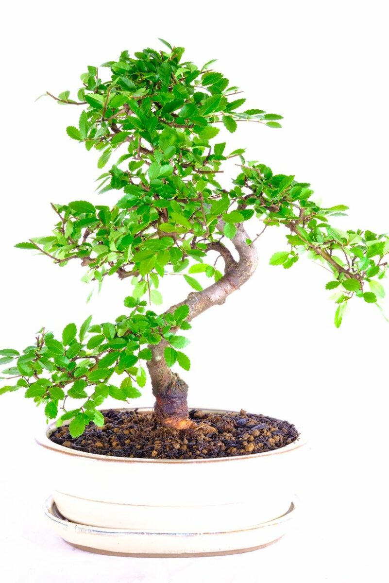Large Bonsai Trees for Sale