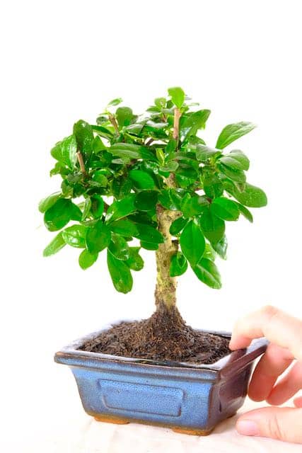 Tiny Bonsai - Carmona miniature bonsai for sale