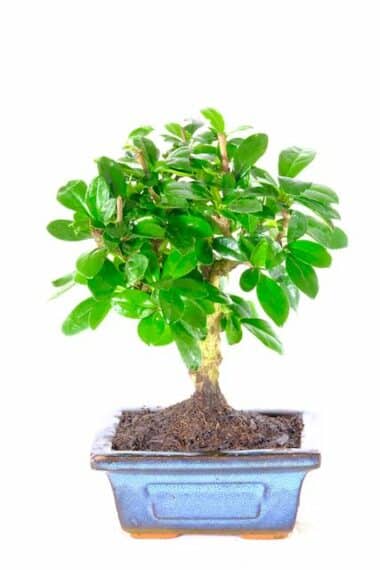 Tiny Bonsai - Carmona miniature bonsai for sale