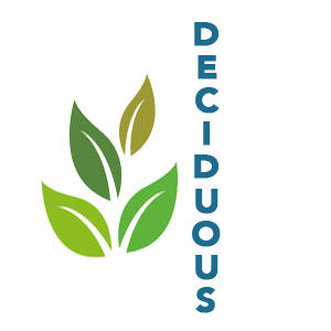 Deciduous Bonsai Tree for Sale