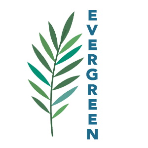 Evergreen Bonsai Tree for Sale