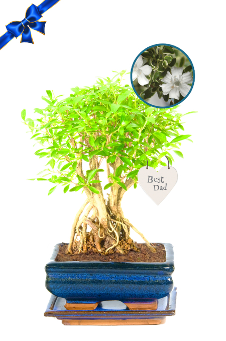 Cool Flowering Bonsai Gift For Your Dad This Father's Day - Serissa Foetida