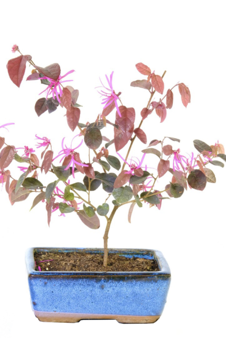 Purple leaved blush tree - Loropetalum starter bonsai tree