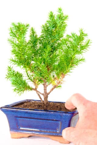 Chinese juniper starter bonsai tree