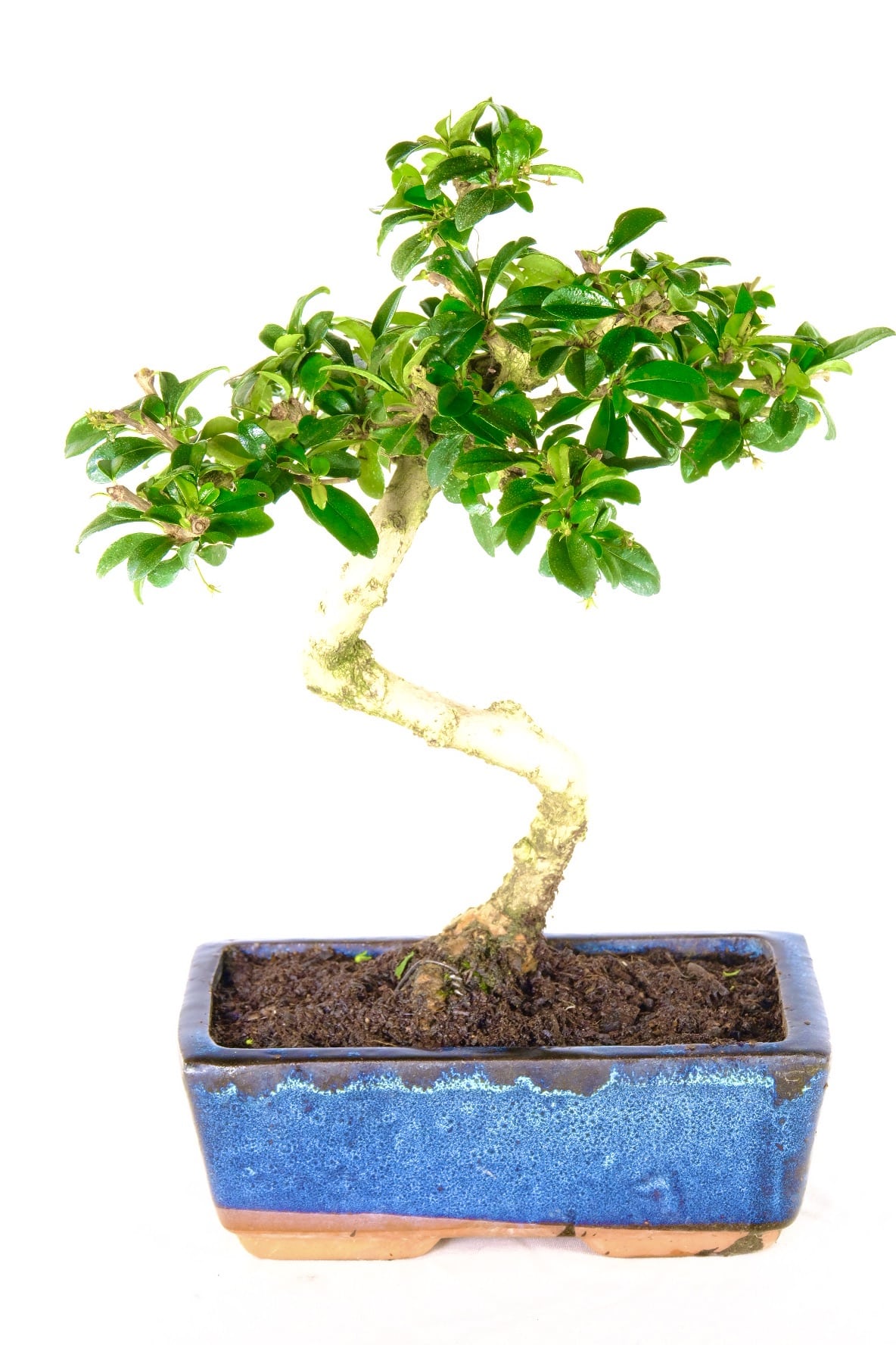 Literati-style Fukien Tea Tree flowering bonsai | Black Friday Flowers!