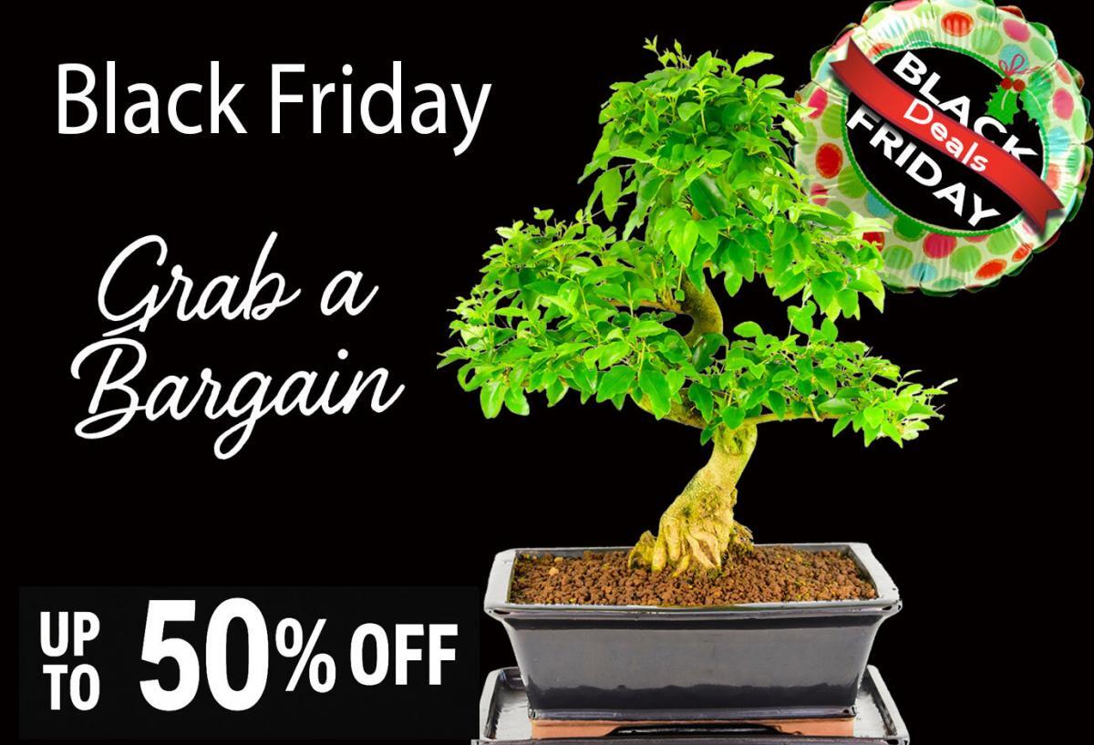 Black Friday Bonsai Tree Bargains