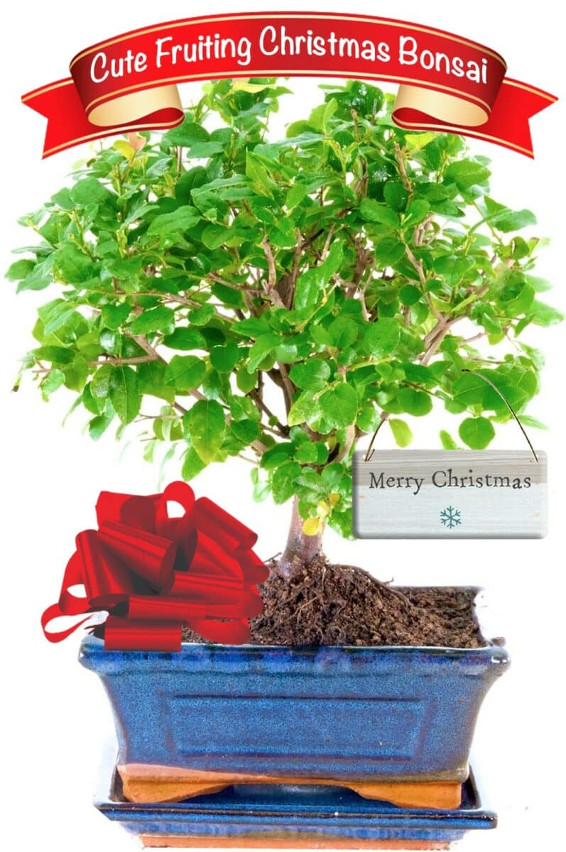 Christmas bonsai